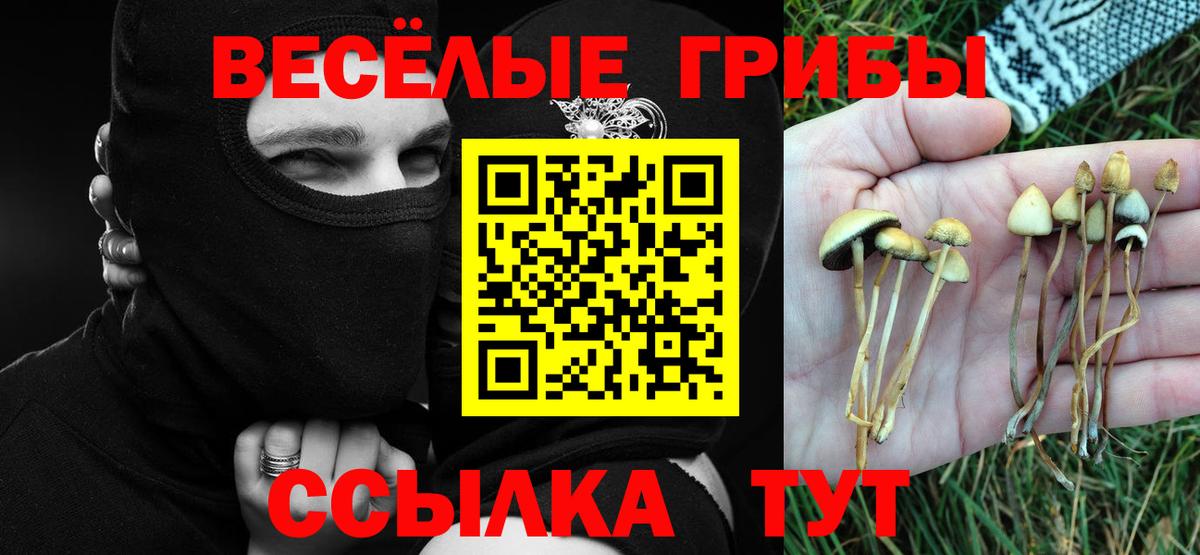 Псилоцибиновые грибы прущие грибы Павловский Посад